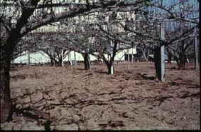 合理施肥果園栽培綠肥作物覆蓋之利用