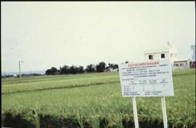 台中地區水稻合理化施肥成果 