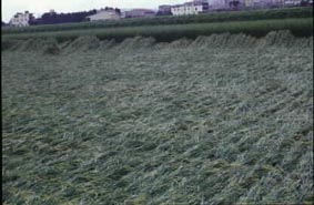 台中地區水稻合理化施肥成果 