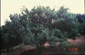 柑桔合理化施肥管理