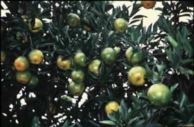 柑桔合理化施肥管理