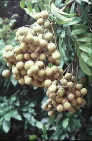 聞名暇邇的霧務鄉