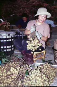 聞名暇邇的霧務鄉