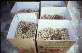 聞名暇邇的霧務鄉