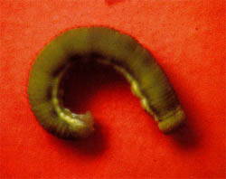 甜菜夜蛾幼蟲 (11824 bytes)