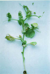 幼期甜菜夜蛾為害狀(10223 bytes)