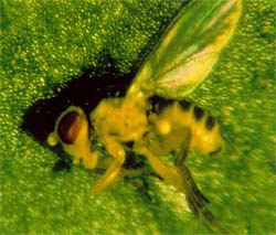 蕃茄班潛蠅成蟲(24664 bytes)