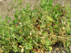 斜紋夜蛾為害葉片及豆莢情形(30363 bytes)