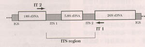 圖一 、 rDNA的基本結構，及PCR複製核糖體核酸(rDNA)基因間隔區(ITS)時，引子(IT1及IT2) 所在位置。