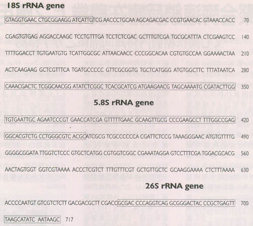 菊 花ITS之長為 638 bp