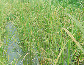 發生最普遍的銹病為害情形