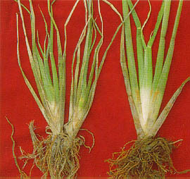 如遇暖冬，茭白筍太早種植易發生株高30~40公分就結筍的異常現象，沒有經濟價值