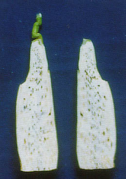 茭白筍肉發生黑心情形