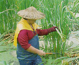 茭白筍成熟期都靠人工採收