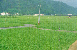 茭白筍為埔里地區農民最大宗產業，栽培面積約1300公頃