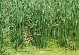 茭白筍生育初期須進行除老病葉工作2~3次以利日照及通風