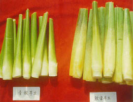 目前栽培的早生品種－青殼早生及敢當早生