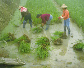 茭白筍可用直播或育苗移植，通常育苗約35天，株高30~40公分時可移植本田