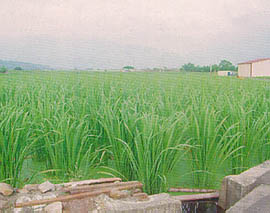 新選育早生品系中埔選育C-26發育旺盛