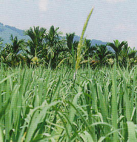 氮肥施用不當或溫度過高，易產生開花公株