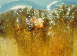 圖、從甘薯分離、選殖之胰蛋白鋂抑制劑基因，經農桿菌轉入菊花阿來粉品種，在抗生素培 養基篩選下，所得初步擬轉殖植株(A)；未經轉殖之組織無法在含抗生素之培養基生存(B)。 