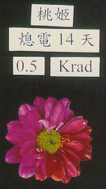 γ射線在菊花誘變育種上之應用