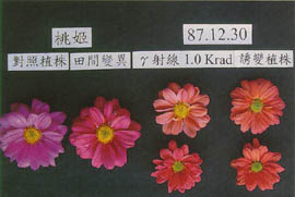 γ射線在菊花誘變育種上之應用