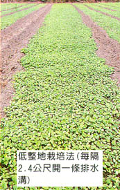 低整地栽培法(每隔2.4公尺開一條排水溝)