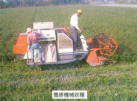 蕎麥機械收穫