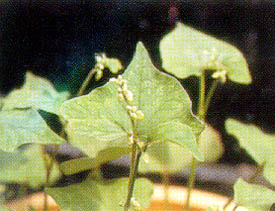 韃靼種蕎麥(苦蕎)之花器