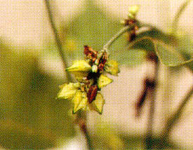 韃靼種蕎麥(苦蕎)之結實情形