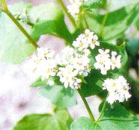 普通種蕎麥(甜蕎)之花器 