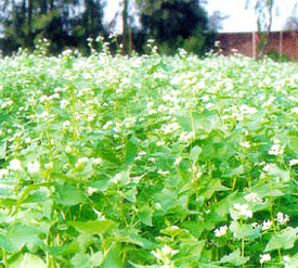大面積栽培之普通種蕎麥開花情形