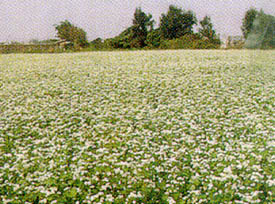 大面積栽培蕎麥結實情形
