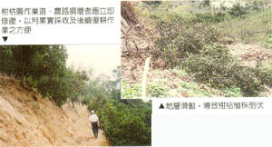 左: 柑桔園作業道、農路損壞者應立即修復, 以利果實採收及後續復耕作業之方便; 右: 地層滑動, 導致柑桔植株倒伏