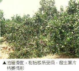地震滑動，柑桔根系受損，發生葉片枯萎情形