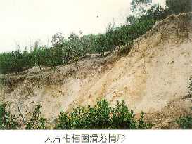 大片柑桔園滑落情形