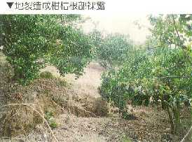 地裂造成柑桔根部裸露
