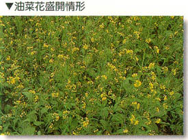 油菜花盛開情形