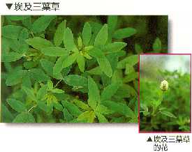 上: 埃及三葉草; 下: 埃及三葉草的花