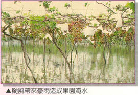 颱風帶來豪雨造成果園淹水
