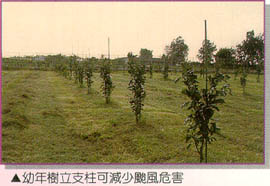幼年樹立支柱可減少颱風危害