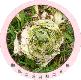 颱風造成甘藍菜受損