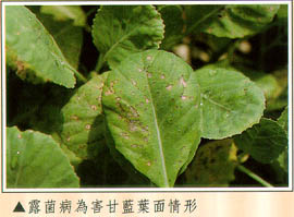 露菌病為害甘藍葉面情形