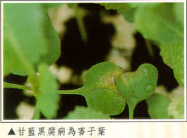 甘藍黑腐病為害子葉