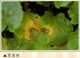 黑腐病