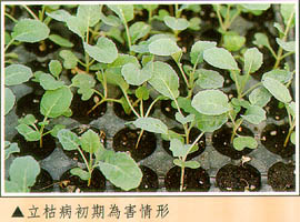 立枯病初期為害情形