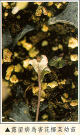 露菌病為害花椰菜幼苗