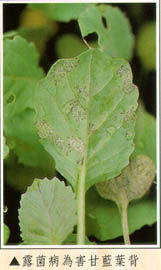 露菌病為害甘藍葉背