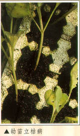 幼苗立枯病